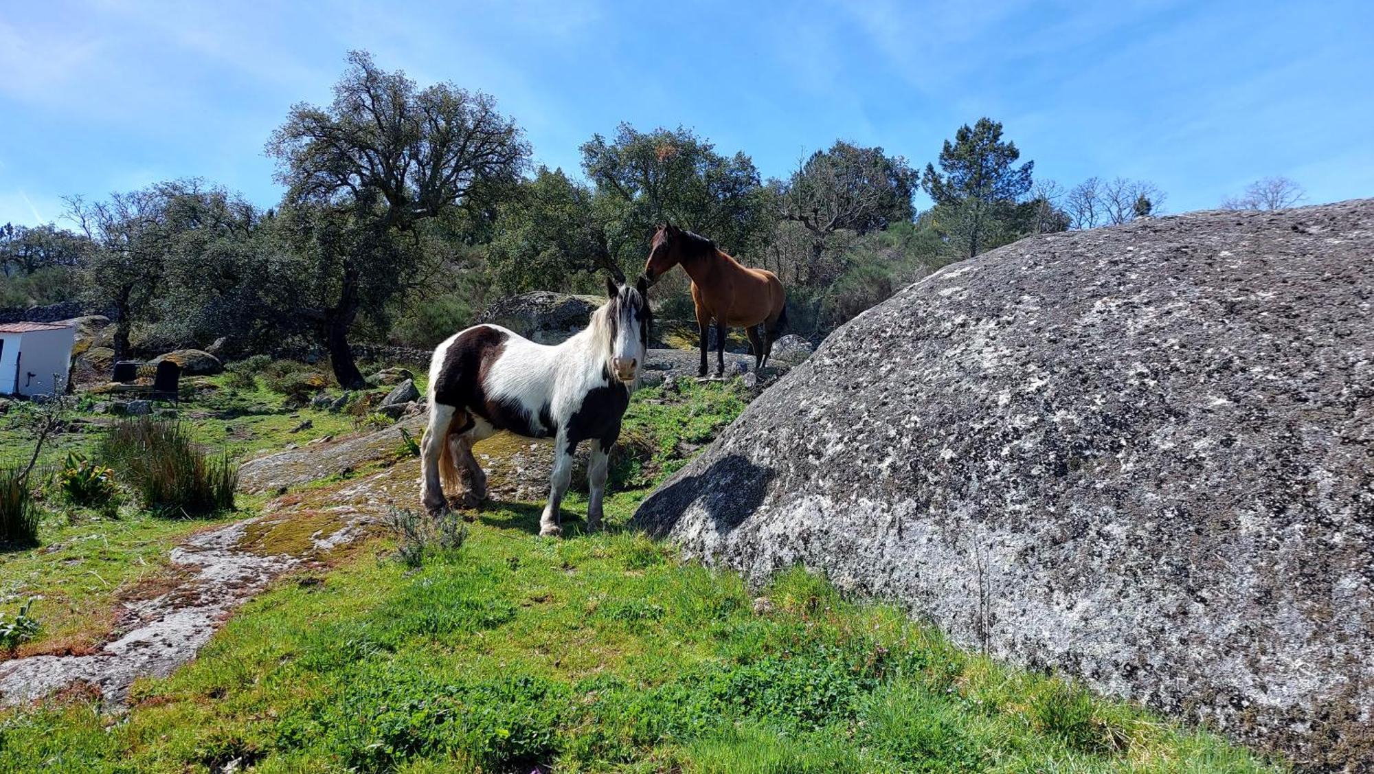 Magic Nature Lodge Marvão 외부 사진